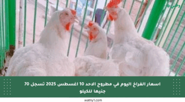 أسعار الفراخ اليوم في مطروح الأحد 10 أغسطس 2025 تسجل 70 جنيها للكيلو